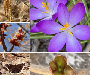 A collage of different plants and creatures from South Minneapolis. A purple flower, green succulent, a butterfly, a red flower and long tree branches. 